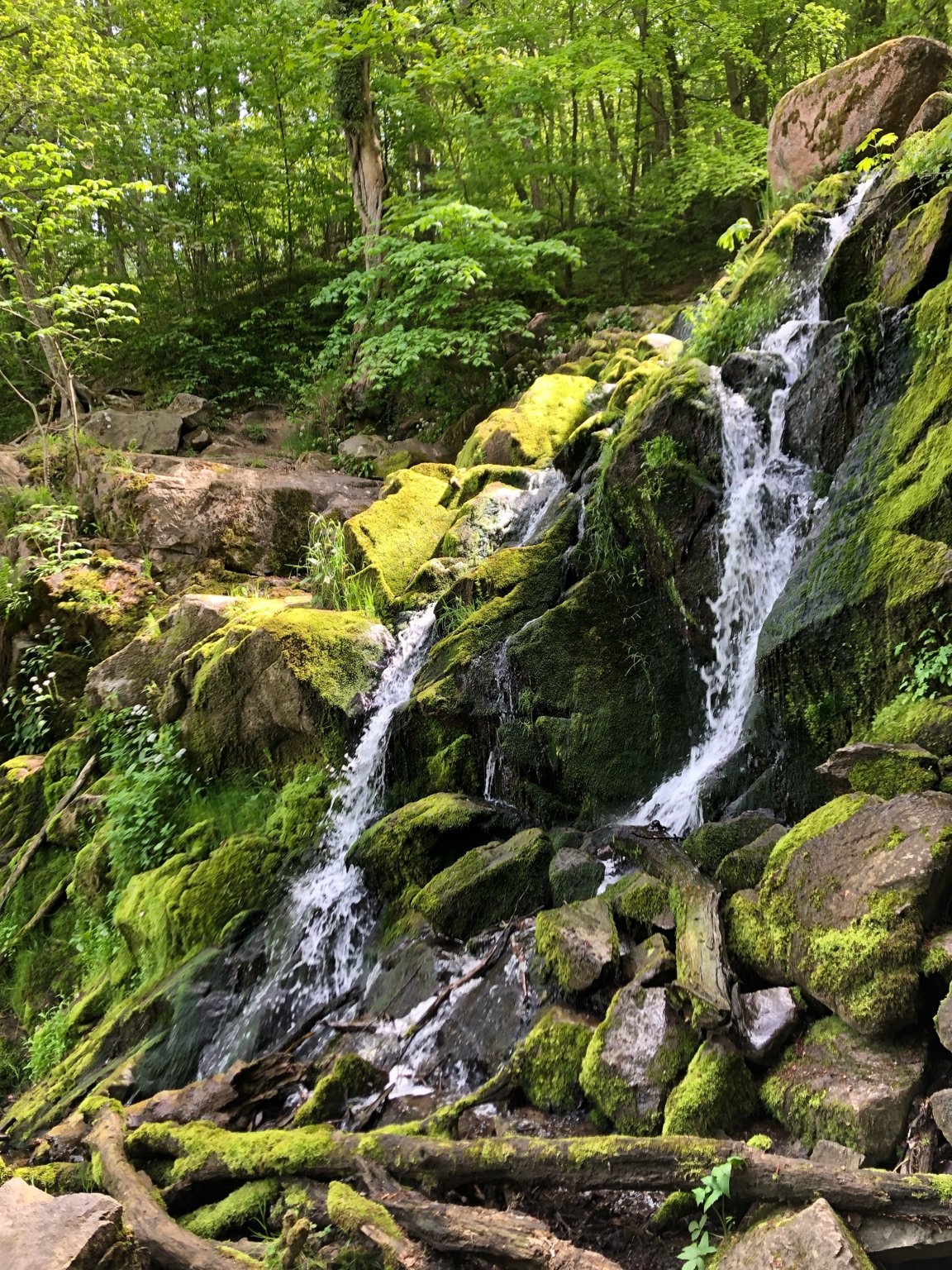 picture of a forrestry waterfall